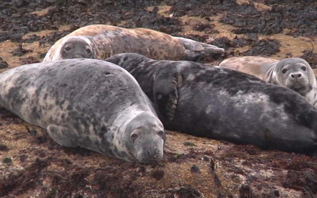 Island Sea Safaris, Scilly Isles, Cornwall