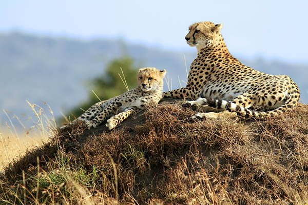 Young girl on game drive in Kenya