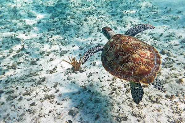 Coral reef underwater with a green sea turtle swims between water surface and corals, Pacific ocean, New Caledonia, Oceania