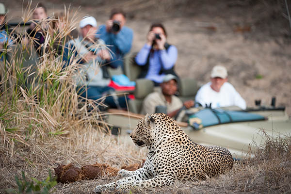 People on safari on a game drive watching a leopard at Elephant Plains in South Africa