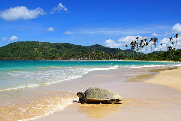 Sea turtle on Nacpan beach, El Nido, Philippines