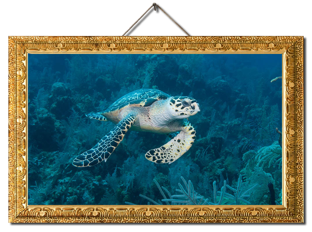 Green sea turtle