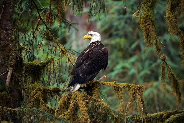 Bald Eagle, Southeast Alaska