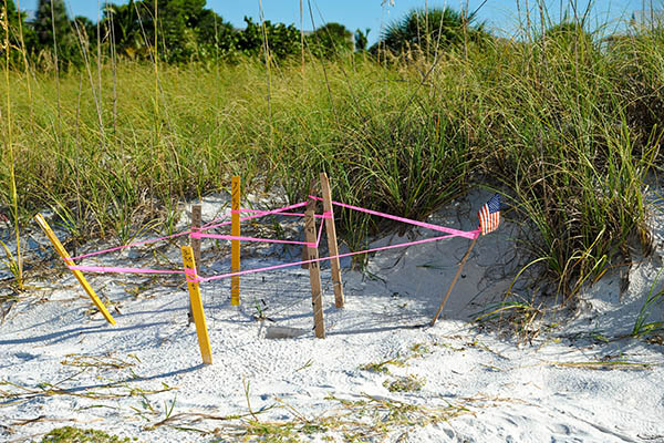 Protected turtle nest on the beach of Anna Maria, Florida