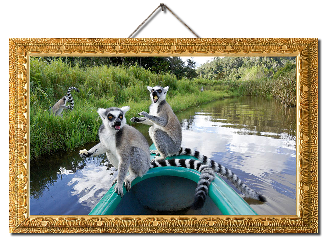 Ring-tailed lemurs on a boat on a river in Madagascar. Africa Wildlife Safari