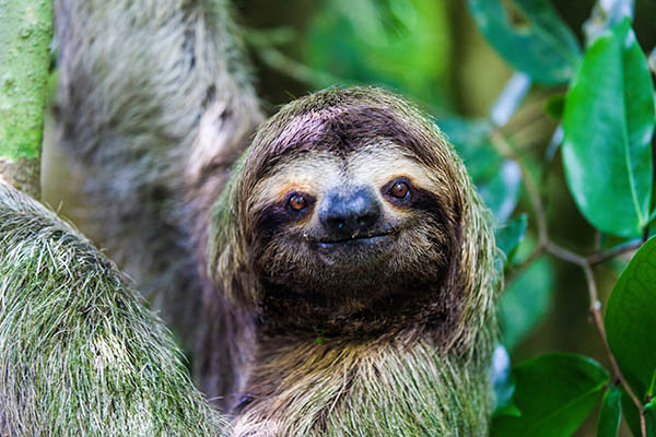 Close-up of a cute sloth