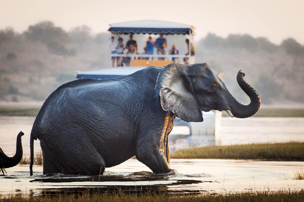 Elephant crossing a river in the Chobe National Park, Botswana.