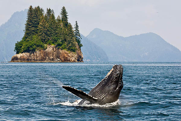 Humpback whale breaching in front of an island in Alaska