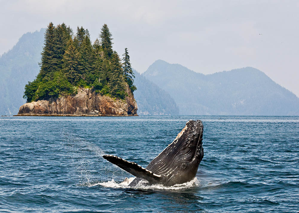 Humpback whale breaching in front of an island in Alaska