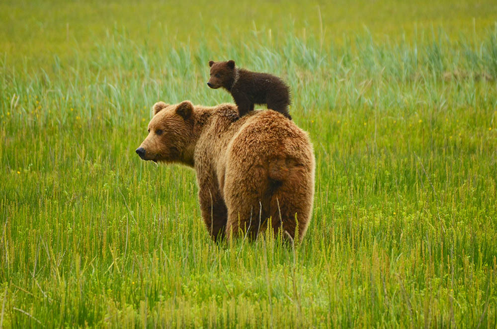 Mother & cub Coastal Brown Bears in Alaska. Wildlife