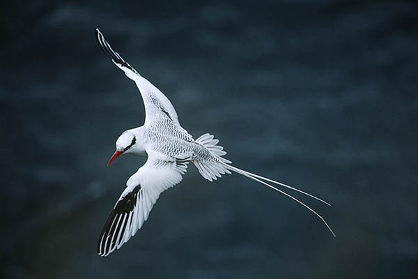 Red-billed Tropicbird, Antigua. Birdwatching in the Caribbean