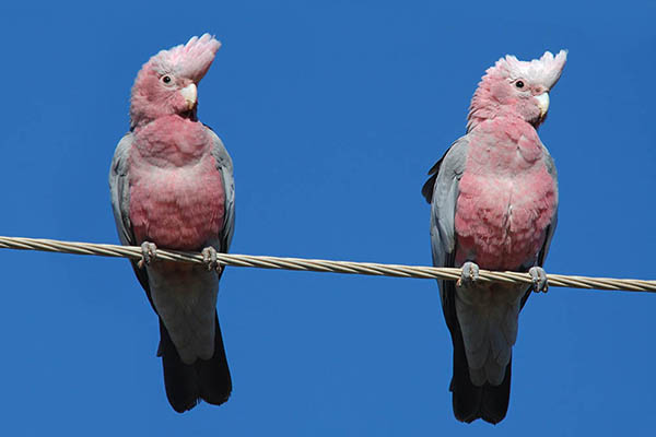 Pair of Galah birds in the Australian outback. Birdwatching in Australia