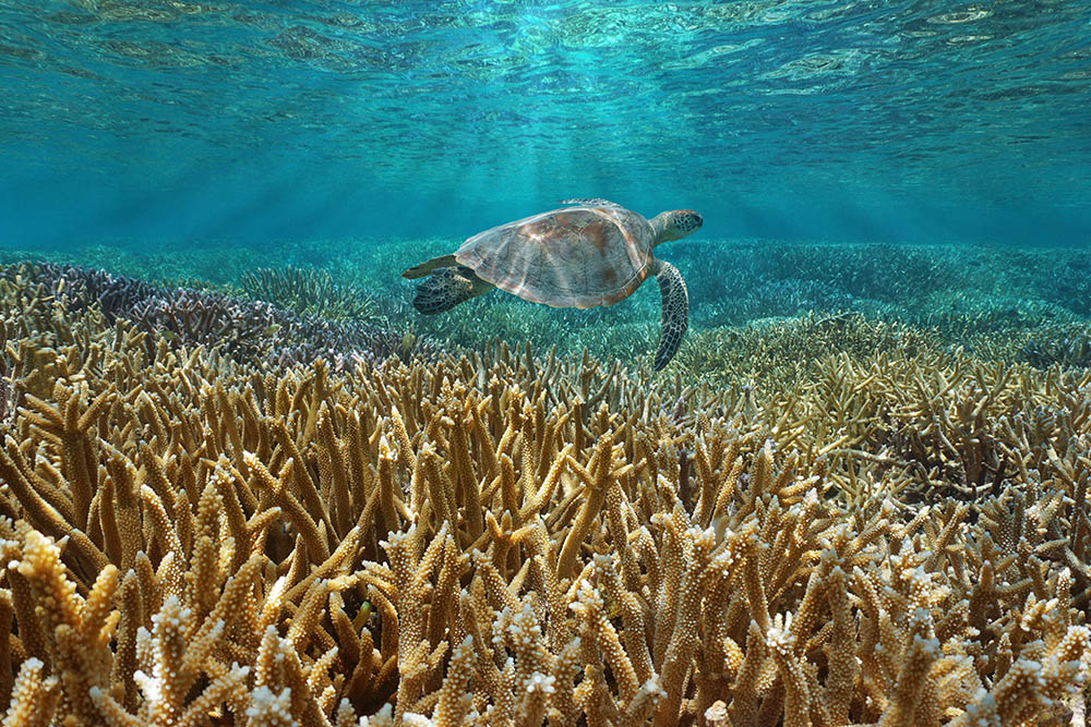 Green Sea Turtle swimming over a coral reef