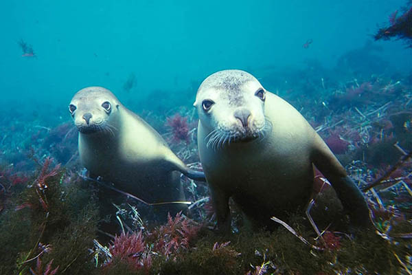 Australian sea lions playing in shallow waters in the Neptune Islands area, South Australia. Australian Wildlife