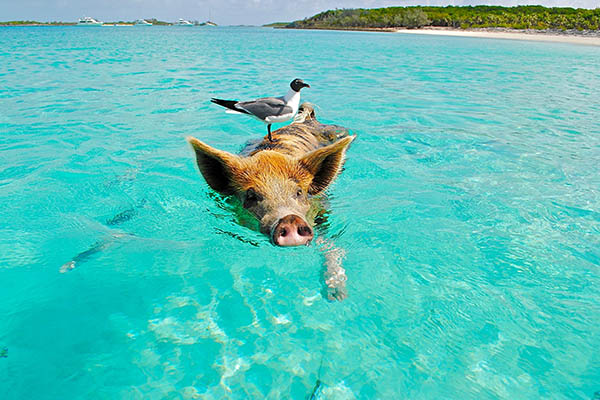  Pig swimming in the ocean in the Bahamas with seagull bird riding on its back