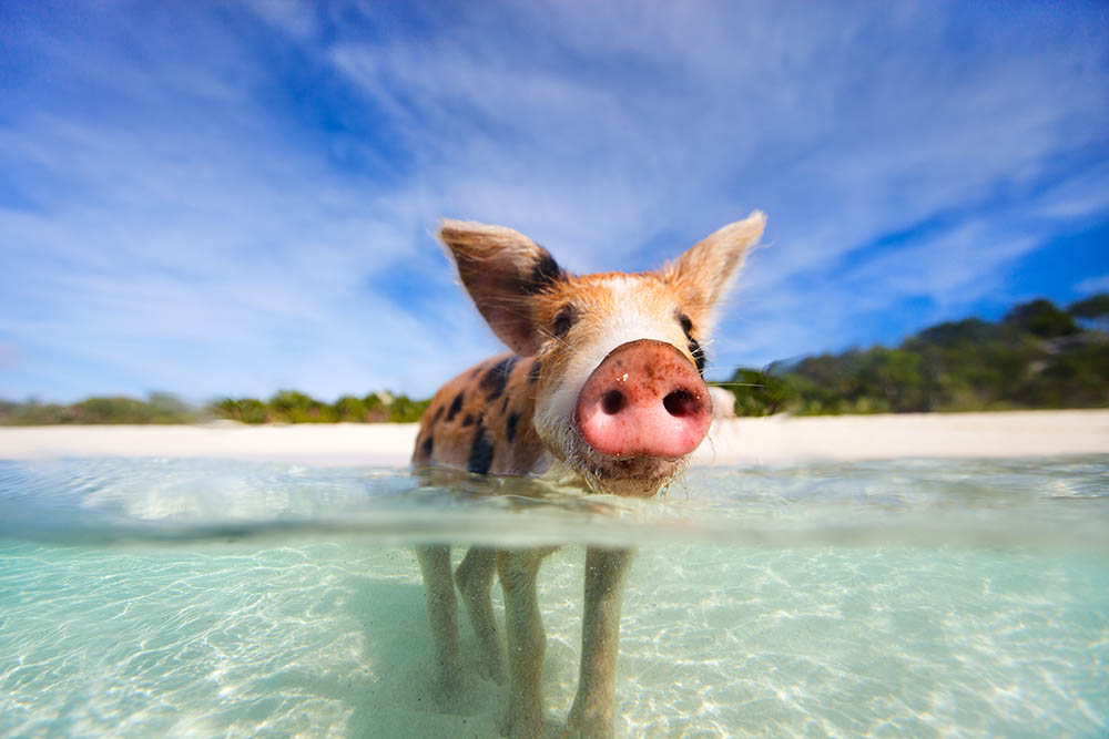 Wild, swimming pig on Big Majors Cay in The Bahamas