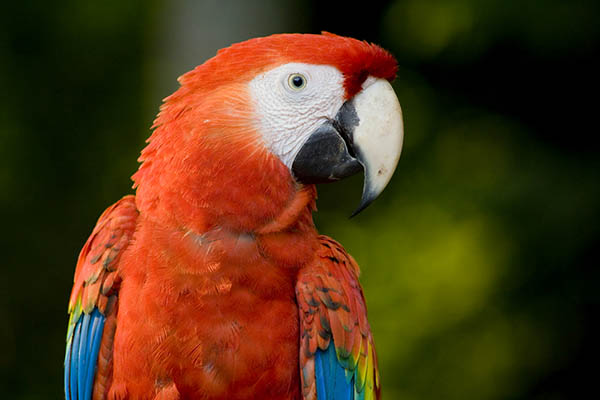 Scarlett Macaw sitting on the branch in the tropical forest