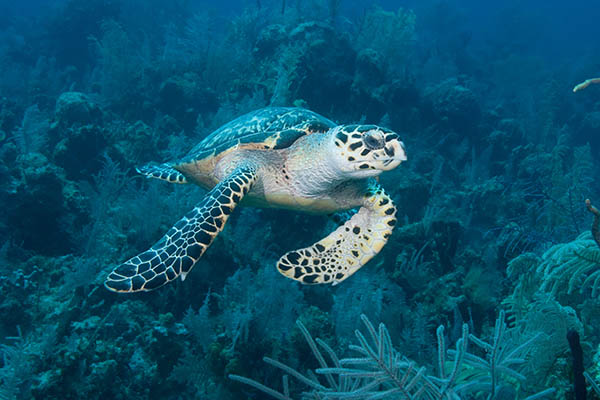 Green Sea Turtle