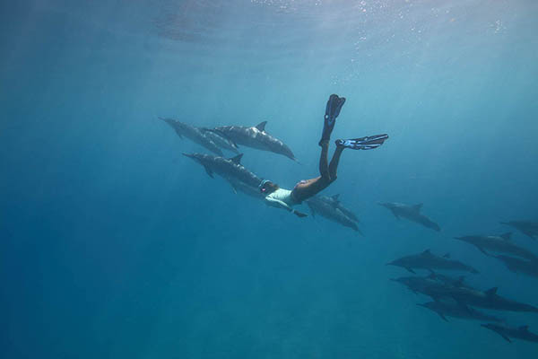 Free diving with a pod of dolphins