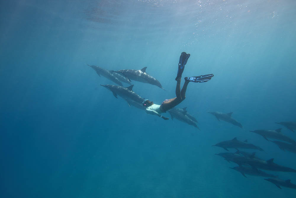 Fee diving with a pod of dolphins