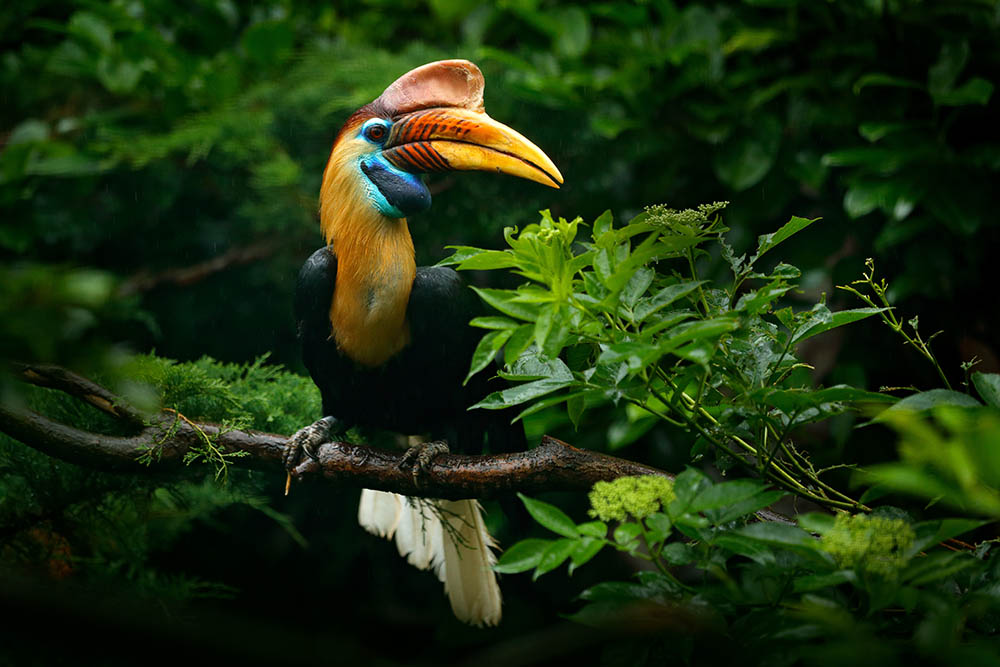 Knobbed Hornbill, Sulawesi, Indonesia. Birdwatching in Southeast Asia