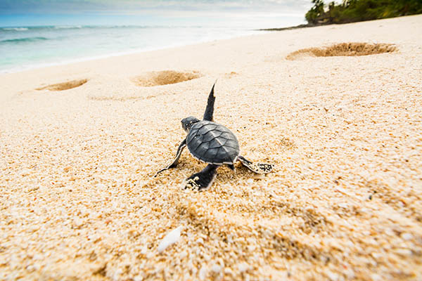 Newly hatched turtle instinctively making its way to the sea 