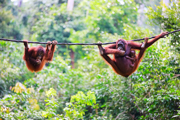 Mother, baby and child orangutans from Sabah, Borneo