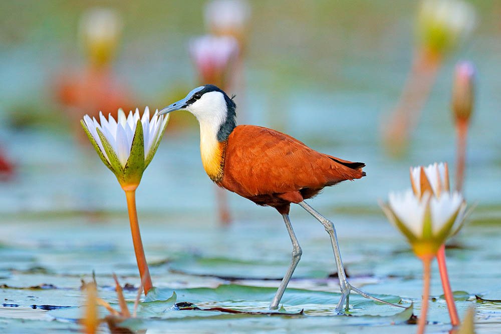 African Jacana in the Okavango Delta, Botswana. Birdwatching in Africa