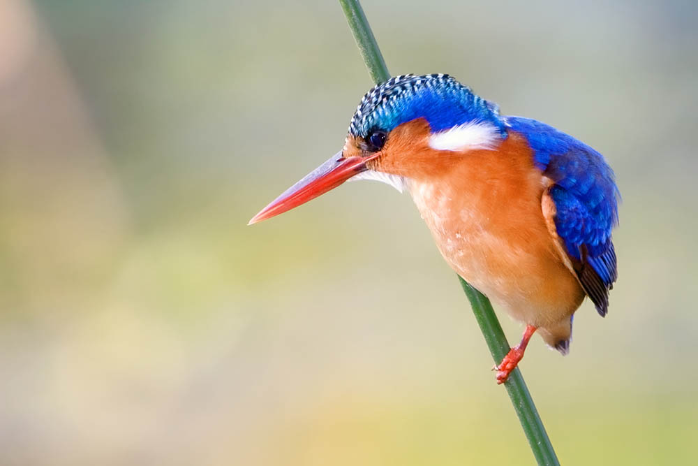 Malachite Kingfisher sitting on a branch, Botswana. Birdwatching in Africa