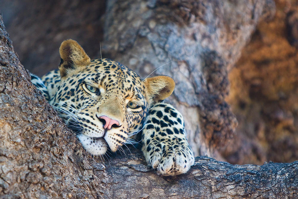 Close-up of a leopard in a tree. Botswana. Africa Wildlife Safari