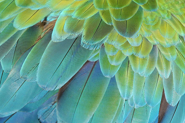 Close-up of feathers of a Macaw Parrot