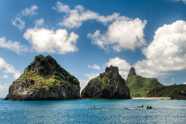 Dolphins swimming off Fernando de Noronha, Brazil