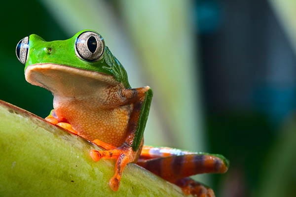 Close-up of a tree frog