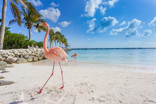 Flamingos on the beach