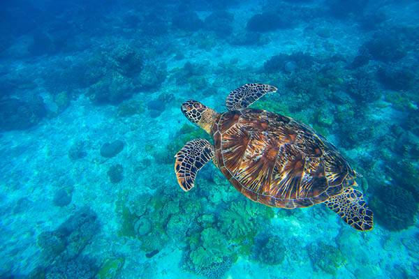 Sea turtle swimming underwater