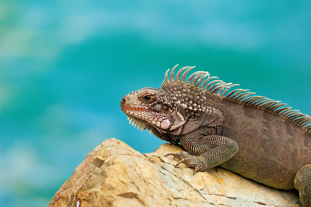 Large Iguana resting on rock in St. Thomas USVI