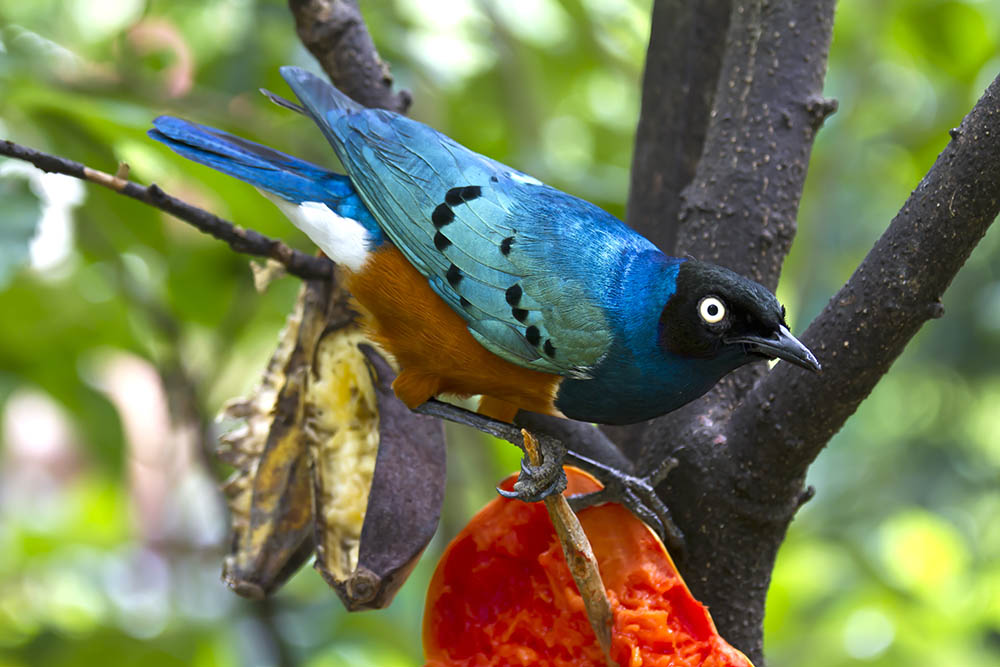 Bluebird eating from some fruit in a tree. Cambodia. Birdwatching in Southeast Asia