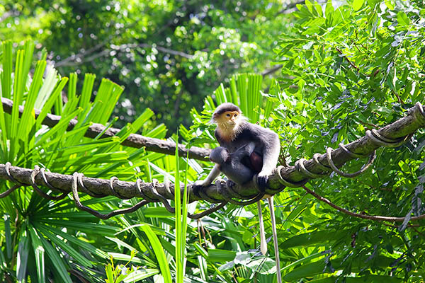 Red-shanked Douc with her child in the forest in Cambodia