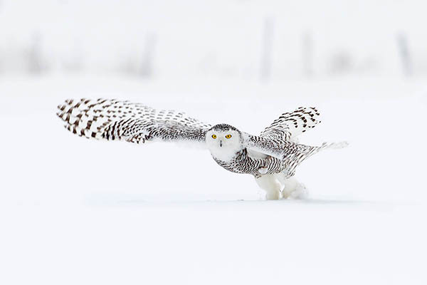 Snowy owl in Ottawa, Canada. Birdwatching in Canada