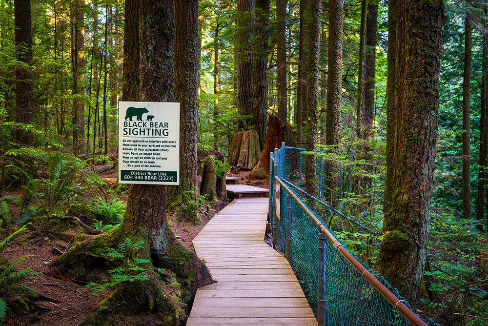 Black Bear Sighting warning sign in the forest of Lynn Canyon Park in North Vancouver, Canada. Wildlife