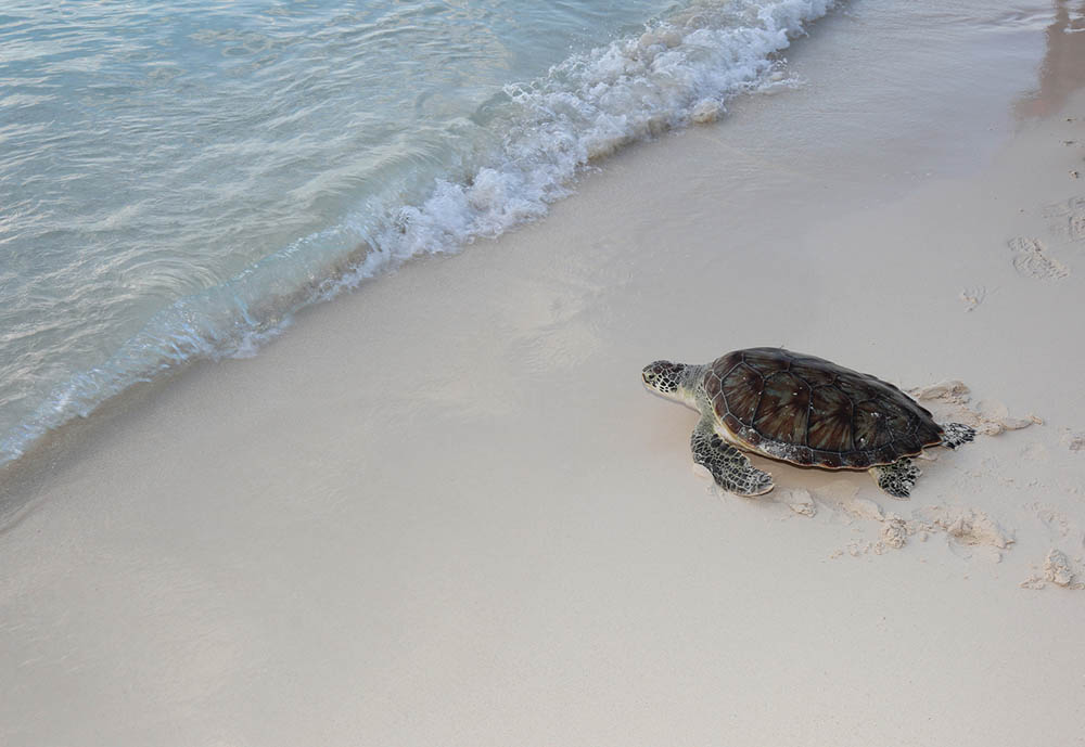 Turtle release on Seven Mile Beach Grand Cayman