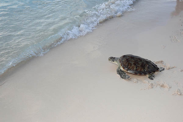 A Hawksbill turtle is swimming over a reef in shallow clear blue water on a sunny day