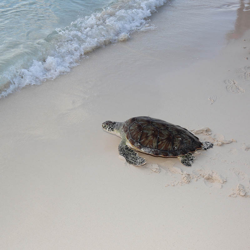 Turtle release on Seven Mile Beach Grand Cayman