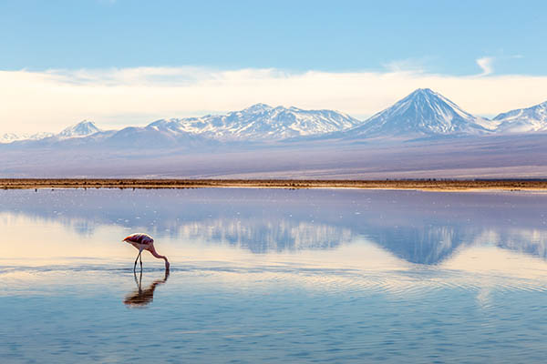 Flamingos feeding along the edge of Tara Salt Lake in the Atacama desert, Chile