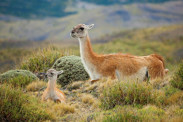 Guanaco in Torres del Paine National Park, Patagonia, Chile