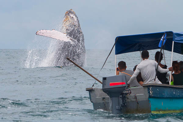 A humpback whale jumps out of the water off the coast of Nuquí in Colombia