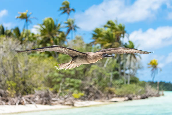 Brown Booby, Cook Islands