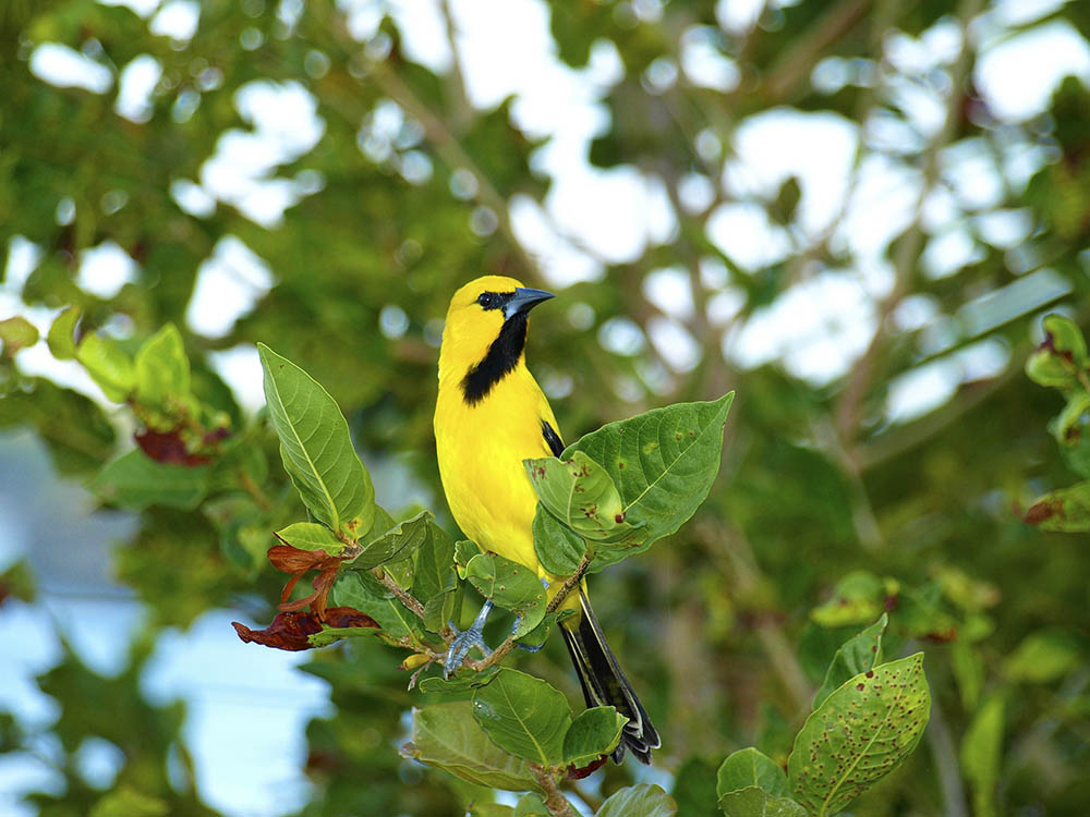 Troupial, the National Bird of Curaçao