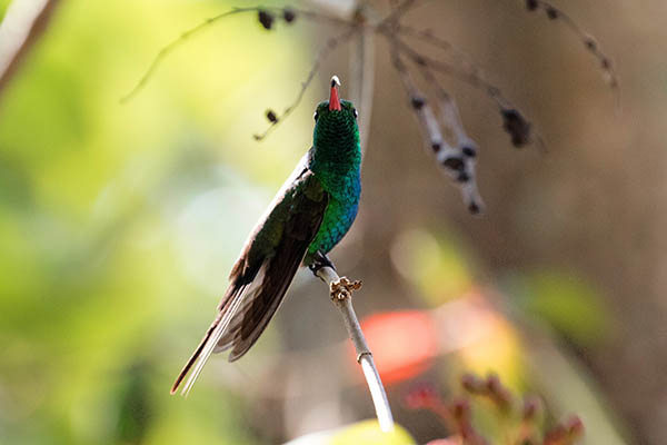 Hummingbird, Curaçao