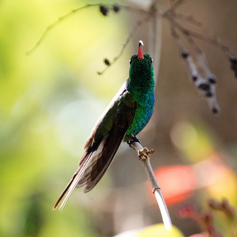 Hummingbird, Curaçao